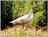 Black Shoulder Peahen