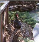 Black Swan