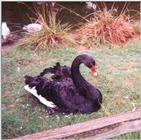 Black Swan