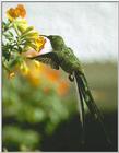 Re: Requested : Hummingbird and butterfly - BlackTail Trainbear Hummingbird
