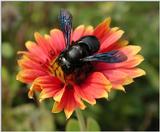 Black Bee