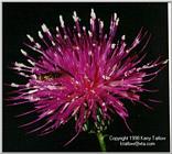 Fly On Centaurea - ktatlow@xta.com