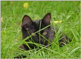 Cat  (Willow)
