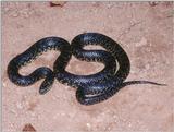 Black Kingsnake (Lampropeltis getula nigra)