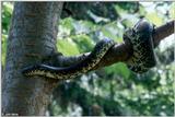 Black Kingsnake (Lampropeltis g. nigra)