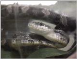 snake?