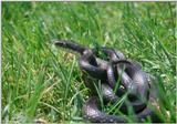 Blackrat Snake (Elaphe obsoleta obsoleta) in the grass 1