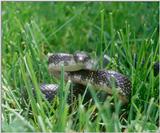 Blackrat Snake (Elaphe obsoleta obsoleta) in the grass 2
