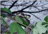 Blackrat Snake (Elaphe obsoleta obsoleta) in a tree 2