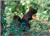 Black Squirrel and Acorn