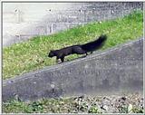 Black Squirrel