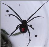 Black Widow Spider 2
