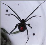 Black Widow Spider 2