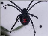 Black Widow Spider 1