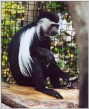colobus monkey2