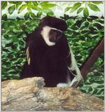 colobus monkey3