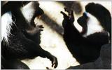 colobus monkey altercation