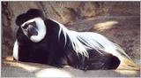 colobus monkey
