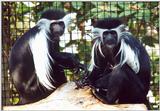 colobus monkies
