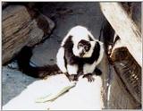 Black-and-white ruffed lemur