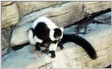 Black-and-white ruffed lemurs