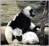Black-and-white ruffed lemurs