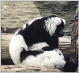 Black-and-white ruffed lemur