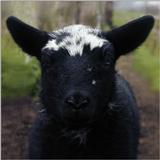 Sheep pictures