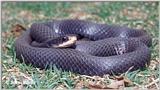 Adult Black Racer (snake)