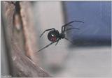 Black Widow Spider