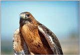 Hawk