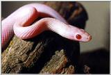 Juvenile Blizzard Cornsnake