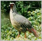 Blood Pheasant