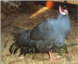 Blue Eared Pheasant