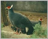 Blue Eared Pheasant