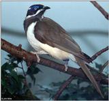 ...(A few Birds (see filename for species) [2/3] - Blue-faced Honeyeater (Entomyzon cyanotis).jpg (