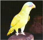 Amazon Parrot