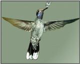 Hummingbird - Blue-throated Hummingbird 16
