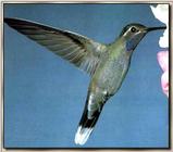 Hummingbird - Blue-throated