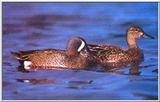 Blue-winged Teal