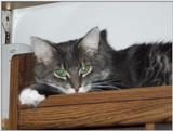 Krazee Cats