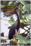 Trip to Wakohadatchee Wetlands [2/7] - BlueHeron.jpg (1/1)
