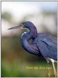 Trip to Wakohadatchee Wetlands [3/7] - BlueHeron2.jpg (1/1)