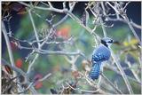 RP Blue Jay  - Bluejay.jpg (0/1)
