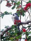 (Description) File 1 of 3 - BlueJay1.jpg (1/1)