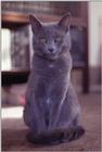 Blue Russian