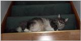 More Krazee cats