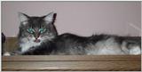 Blue (Rhythm Nblues) (cat)