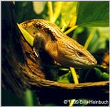 Bluetongue Skink