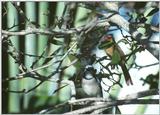 (Description) File 3 of 3 - JayCardinaljpg.jpg (1/1)